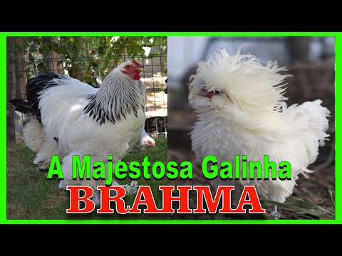 , title : 'Galinha Brahma - padrão variedades e características! Aves ornamentais'