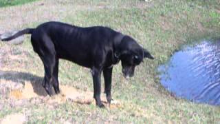 Black Great Dane