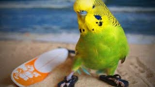 Miniature vidéo