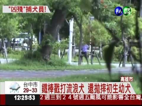 戳打拋摔幼犬 殘忍捕犬員遭開除