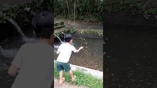 Download lagu ikan dalam kolam #ikan #fish #shortvideo #shorts #short mp3