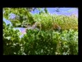 Vechalum Vekkama Ponnalum HD Song