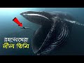 পৃথিবীর সবচেয়ে বড় স্তন্যপায়ী প্রা
