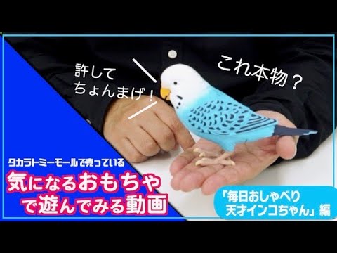 【タカラトミーモールチャンネル】気になるおもちゃで遊んでみた！天才インコちゃん編
