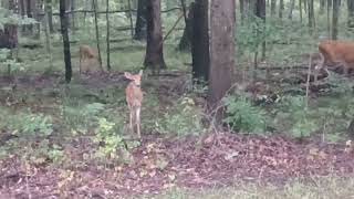 Double Double Whitetail Fawns.                   #oldschoolalaska #whitetaildeer 