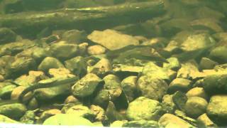 preview picture of video 'American Eel Feeding Frenzy'