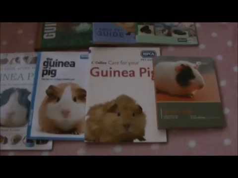 Preparing For Your Pet Guinea Pig