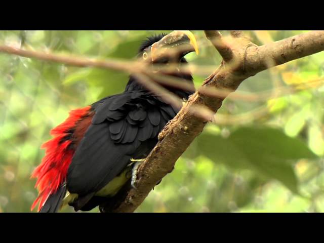 Aves de Colombia 