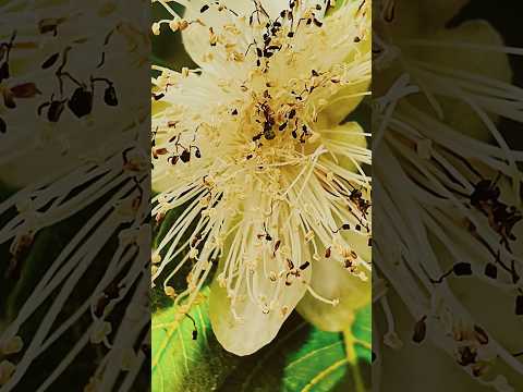 thare vaste re Dhola #hitsong #trendingsong #youtubeshorts #flowers#swarit Raman