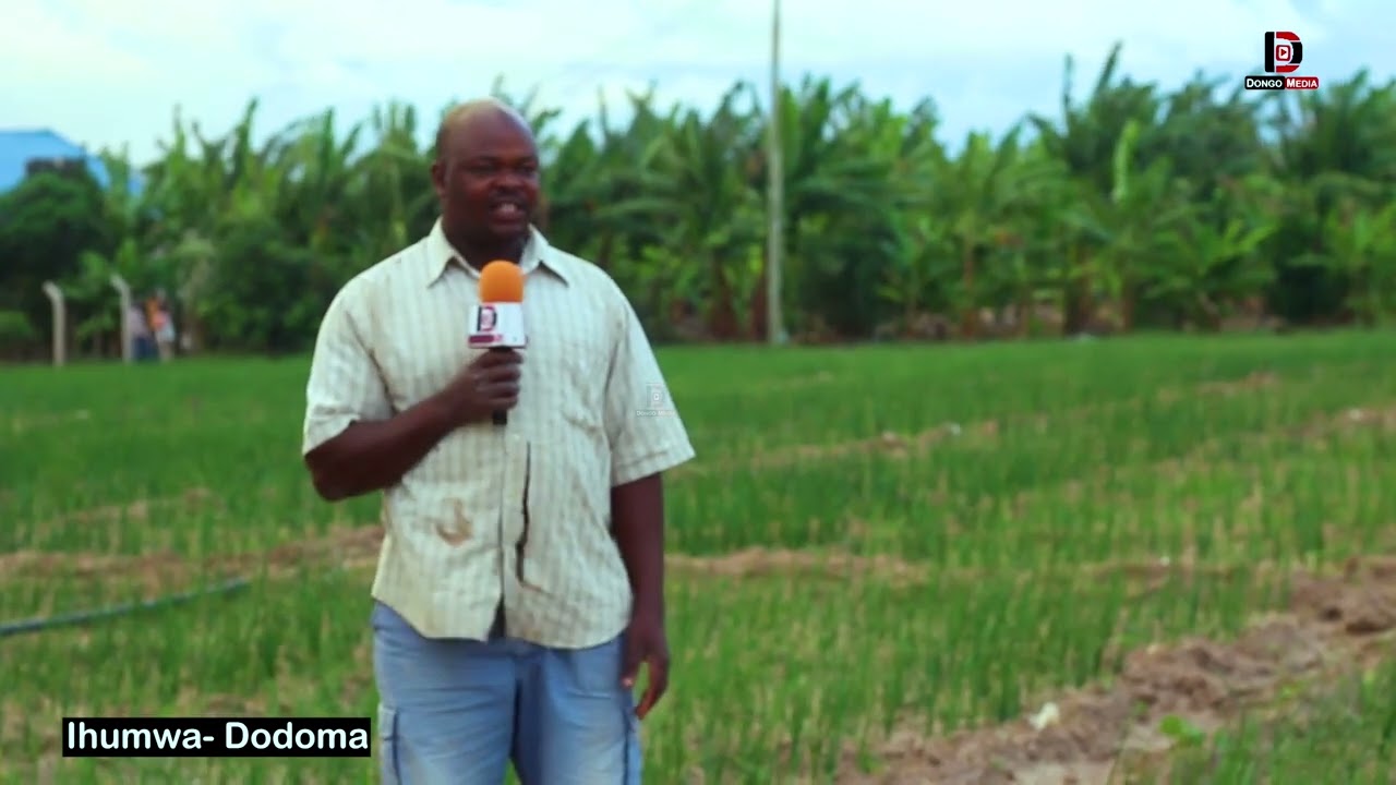 JIFUNZE KILIMO CHA VITUNGUU KUPANDA HADI KUVUNA, HEKA MOJA GUNIA 50 HADI 70 KWA HEKA