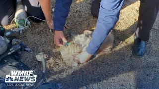 Crews rescue dog from Scotland County house fire