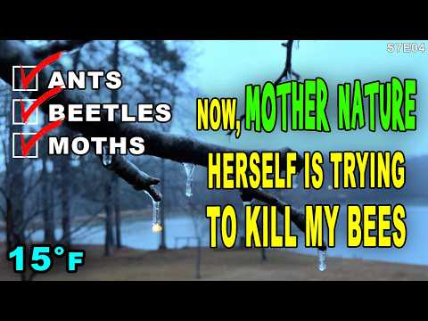 The Big Freeze !  First it was ants, then beetles, then moths, Now it's ICE!