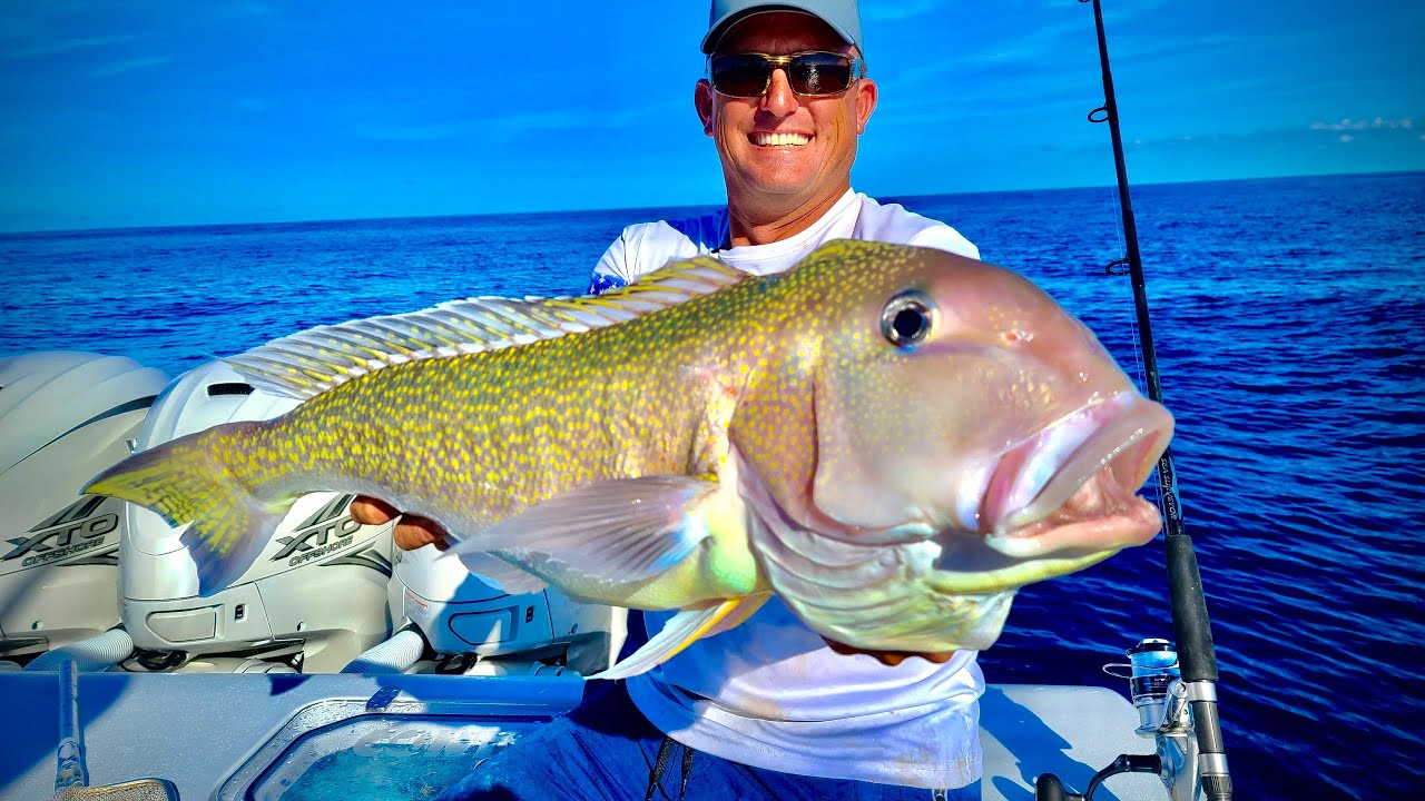 Massive GOLDEN Tile Fish, Mutton and Cobia! Catch Clean Cook 44 Contender - Quad 425 s!