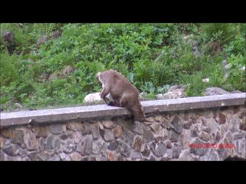 UNO STAMBECCO CHE LECCA IL SALNITRO NEL MURO, LAGO DELLE ROVINE A ENTRACQUE. (CN) 6 - 6 - 2020.