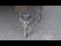 The Grey Cat Meows Loudly From Hunger