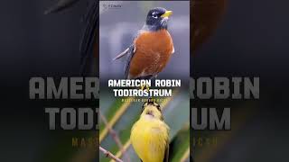 Download lagu MASTER TEMBAK JITU AMERICAN ROBIN MIX TODIROSTRUM GACOR #edwinmasterkicau mp3 Download lagu MASTER TEMBAK JITU AMERICAN ROBIN MIX TODIROSTRUM GACOR #edwinmasterkicau mp3