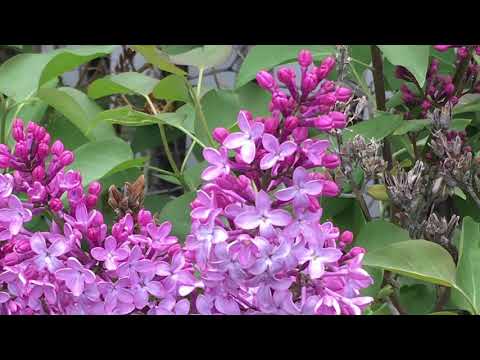 Quilting Inspiration:  Using Nature to Create Color, Contrast, and Texture