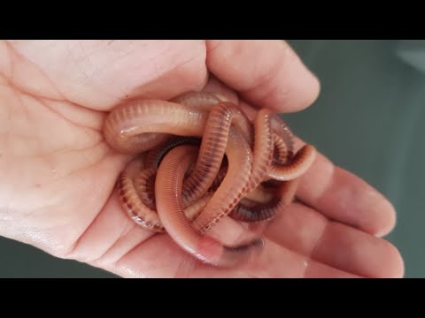 Raising the best  fishing worms in your house