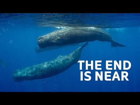 The Sperm Whale: The Hunting Tradition That's Causing Extinction