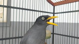 Download lagu PAncingan Jalak Malas Bunyi - Jalak kebo gacor Isian mp3