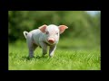 Porno For Pigs Kapela Full Album