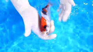 video van Showa SH-NA23-24