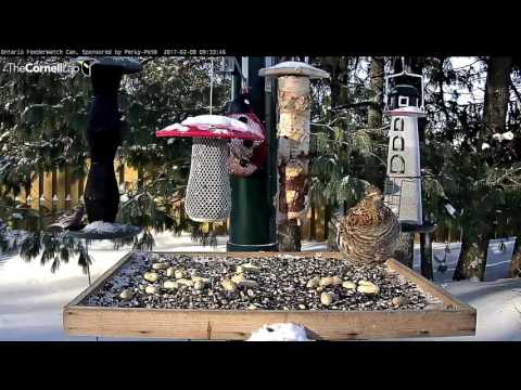 Timid Grouse Shares Feeder With Grosbeaks and Redpolls – Feb. 8, 2017