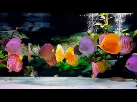 Freshwater Aquarium Discus