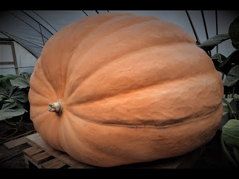 , title : 'Timelapse | From seed to 600kg Giant Pumpkin'