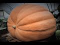 Timelapse From Seed To 600kg Giant Pumpkin