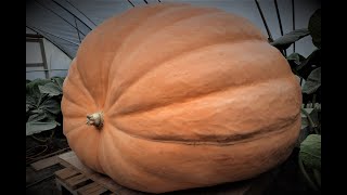 Timelapse  From seed to 600kg Giant Pumpkin