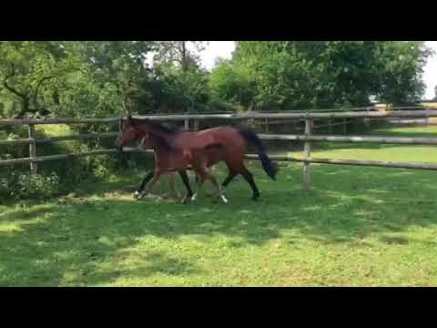 Stutfohlen von QUIBERY