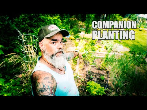 , title : 'Planting tomatoes and peppers together | Companion planting tomatoes'