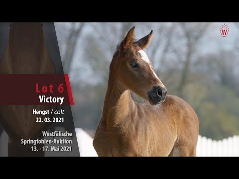 Springfohlen-Auktion 13. - 17.Mai Lot 6 Victory Hengst v. Varihoka du Temple - Continus Grannus