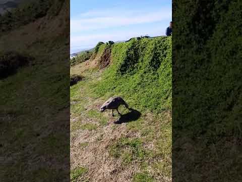 last year of July 2024 @Summerlands Philip Island , Victoria 🇦🇺🙌❣️