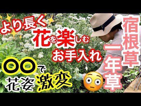 夏から初霜が降りるまで色が鮮やかになるように、2月にベランダに植える予定です。  庭園
