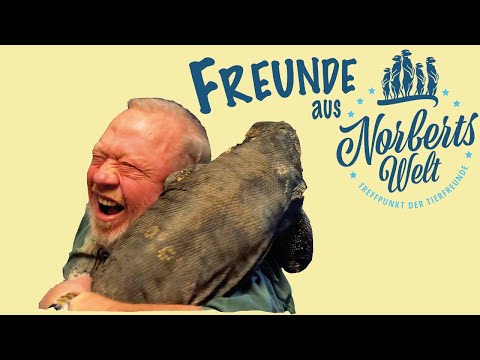 BLOOD FLOWS – Fight with the Monitor Lizard - FRIENDS FROM NORBERT'S WORLD