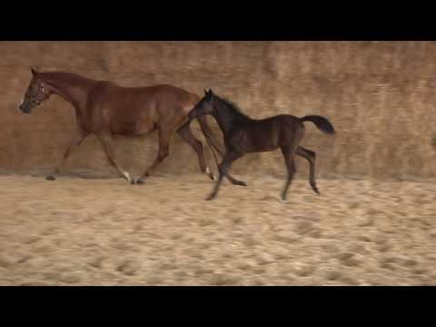 Leonida von Sky Walker