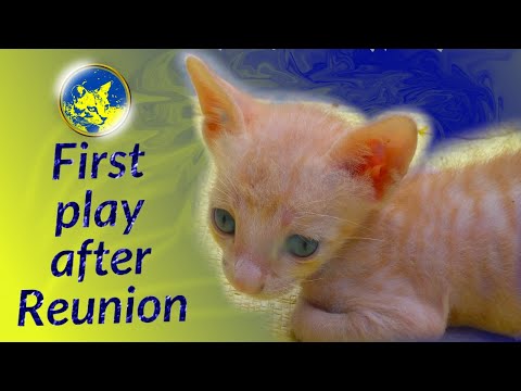 Princy and her kittens play together for the first time after the reunion