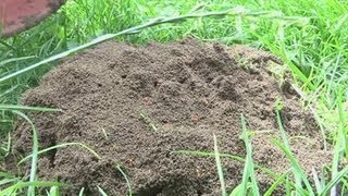 How To Eliminate Ants From Your Garden