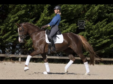 De Niro's Maerchen toptalent voor de sport als fokkerij