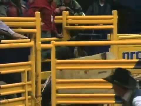 Yellow Jacket (Bucking Bull) - 98 NFR