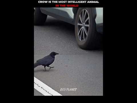 Intelligent Crow Eating Walnut #shorts #animalshorts #ytshorts #crow #animal #lion #animalplanet