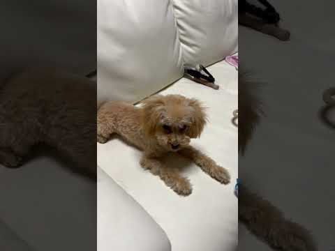 経営学科 機嫌が悪いトイプードル　 #toypoodle #トイプードル  #puppy #子犬 #dog  #poodle #犬のいる暮らし