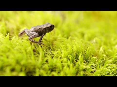 EP04 - Padis - Apuseni