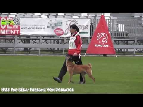 World Championship FCI IPO 2013 Hungarian Team