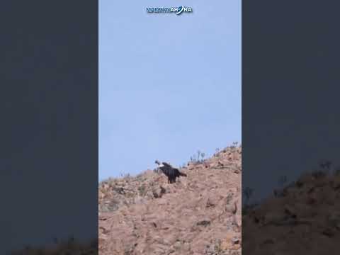 El cóndor Kurruf (Viento) fue liberado en los cerros de Sierra Grande, Río Negro, luego de recuperar