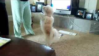 Two Dogs - Lily & Daisy Dancing For Peanut Butter