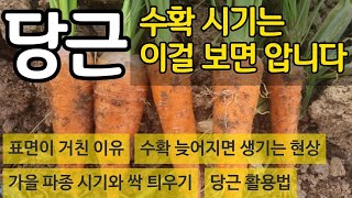 당근 수확시기는 이걸 보면 압니다- 수확이 늦어지면 생기는 현상. 잔뿌리가 많은 이유. 당근 활용. 가을 파…