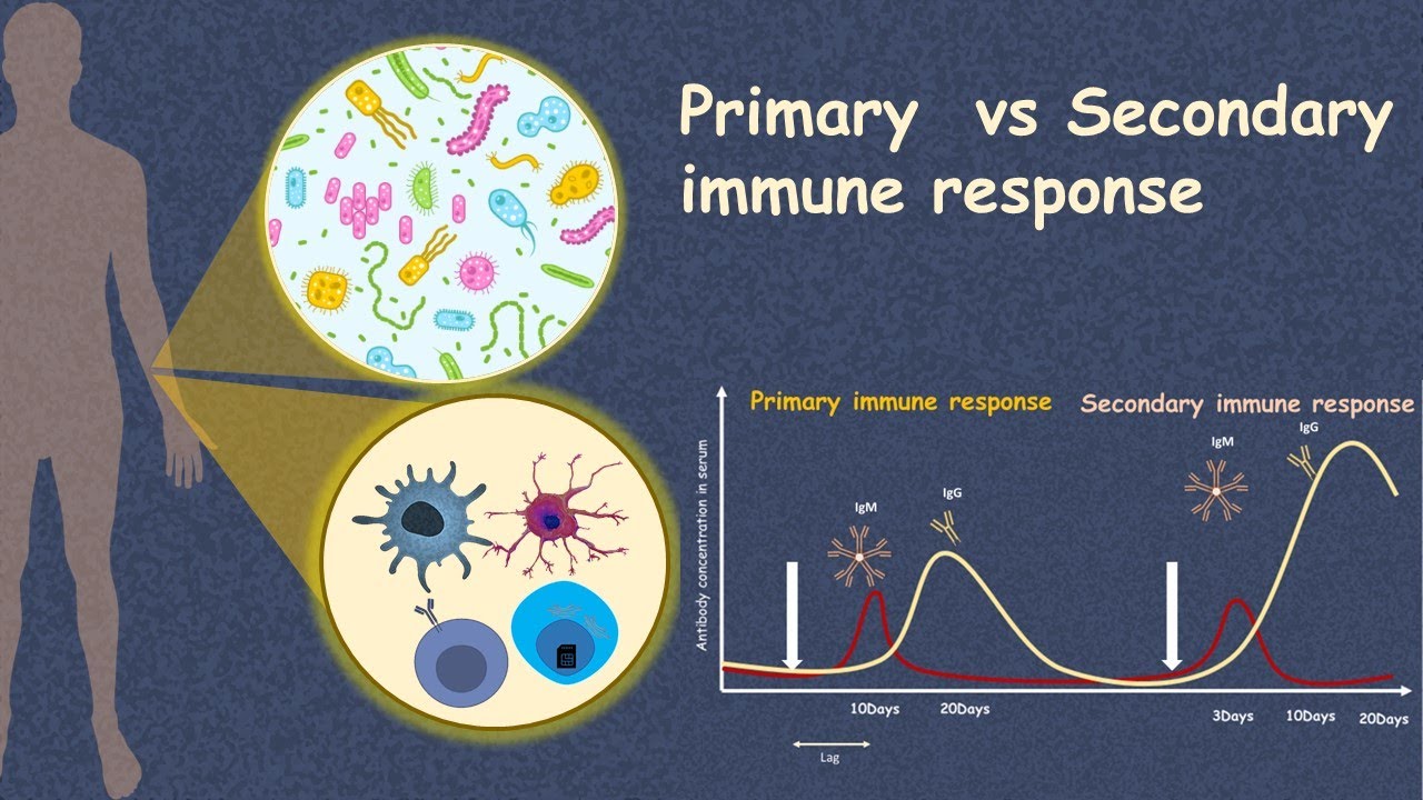 Humoral immune response. Html протокол. Cellular immune response. Global specimen response. Response.